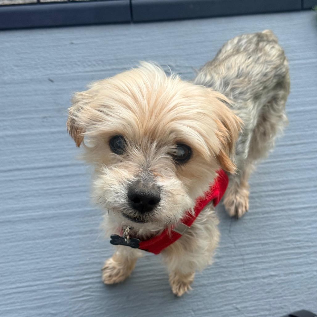 Enlarge Alf 14016, a Adoptable Yorkshire Terrier in San Francisco, CA image 3/6