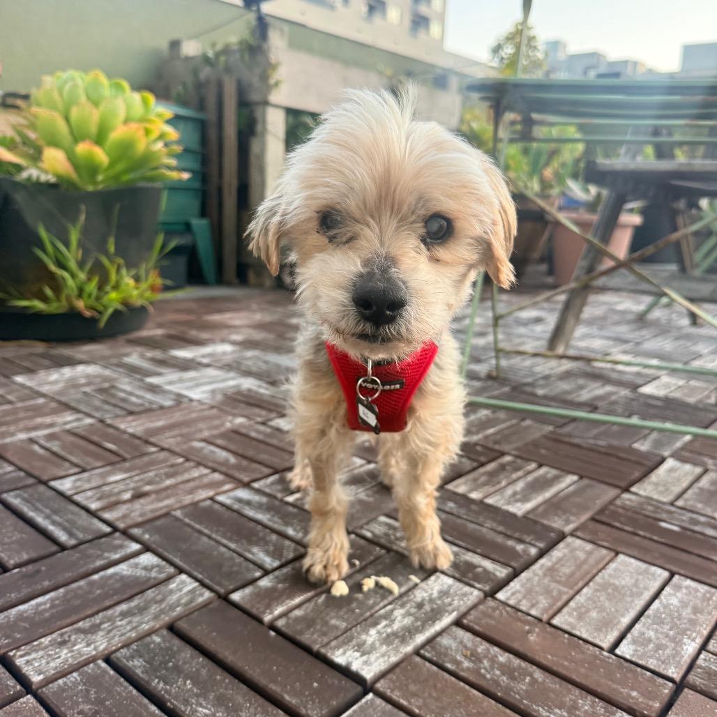 Enlarge Alf 14016, a Adoptable Yorkshire Terrier in San Francisco, CA image 4/6