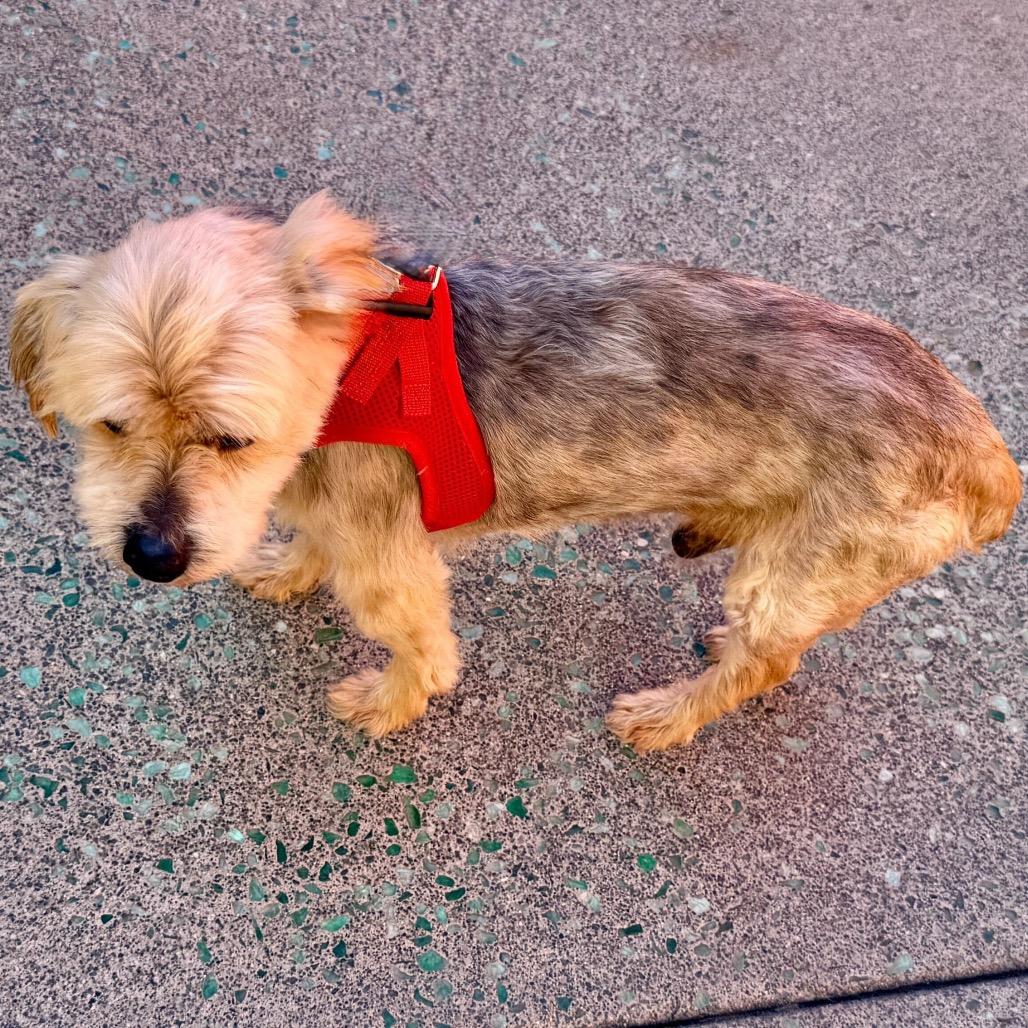Enlarge Alf 14016, a Adoptable Yorkshire Terrier in San Francisco, CA image 4/6