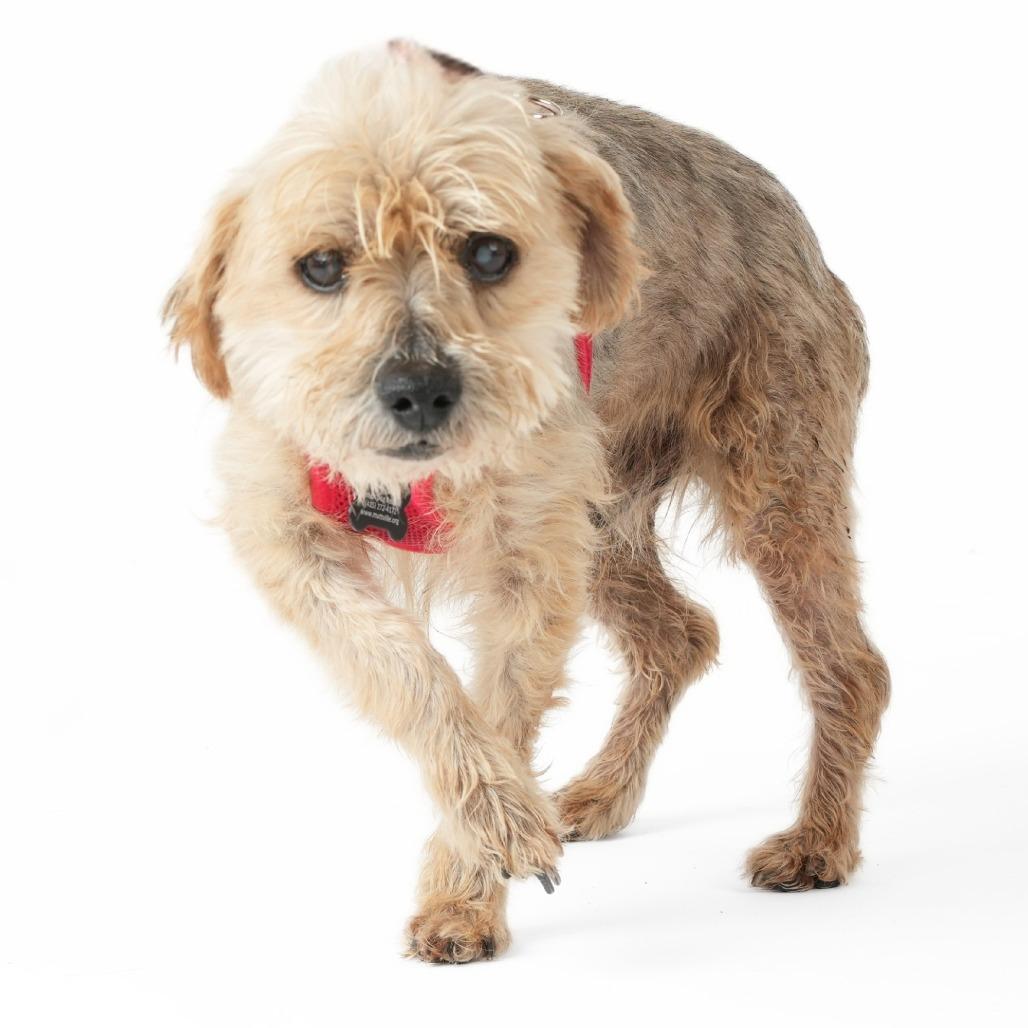 Enlarge Alf 14016, a Adoptable Yorkshire Terrier in San Francisco, CA image 5/6