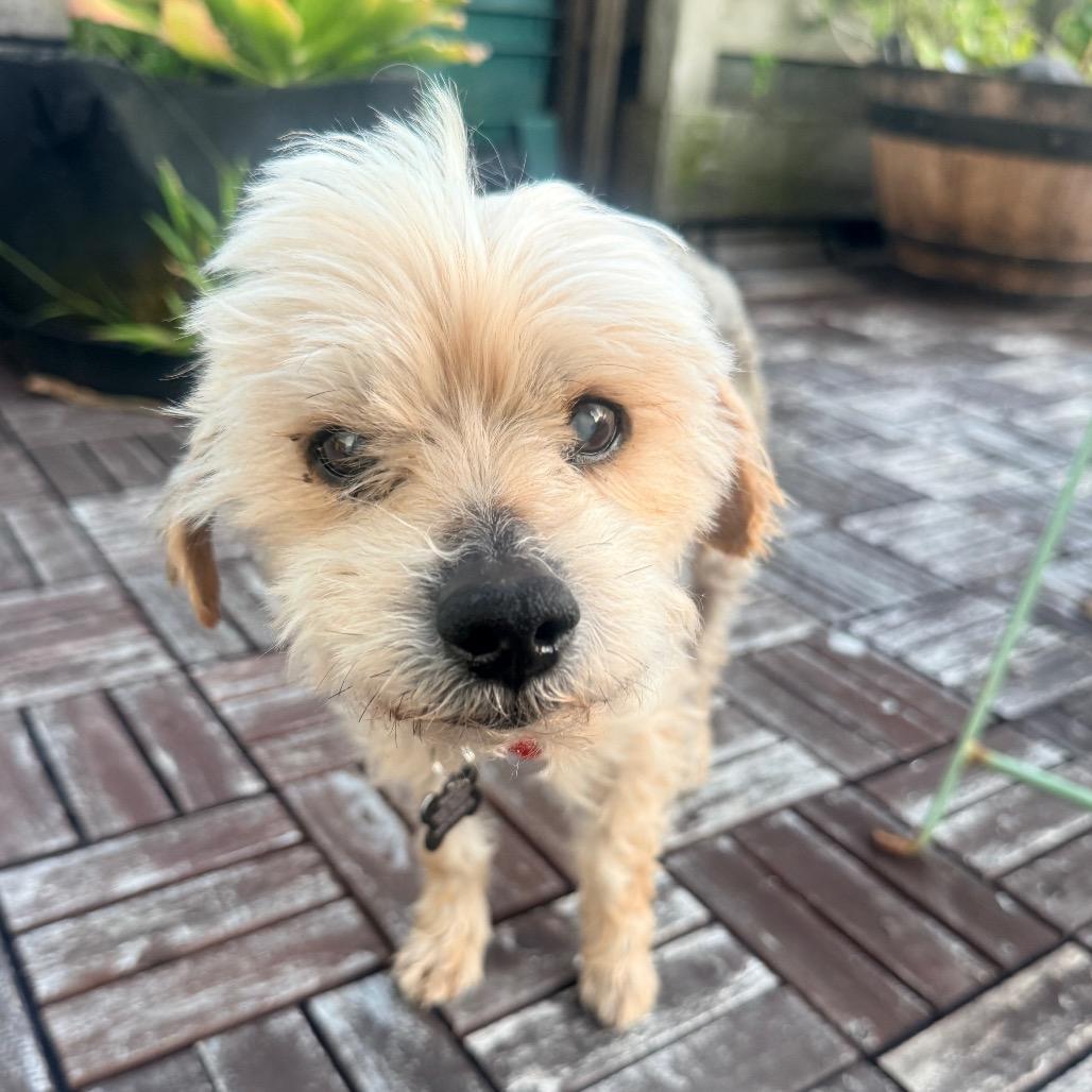 Enlarge Alf 14016, a Adoptable Yorkshire Terrier in San Francisco, CA image 6/6