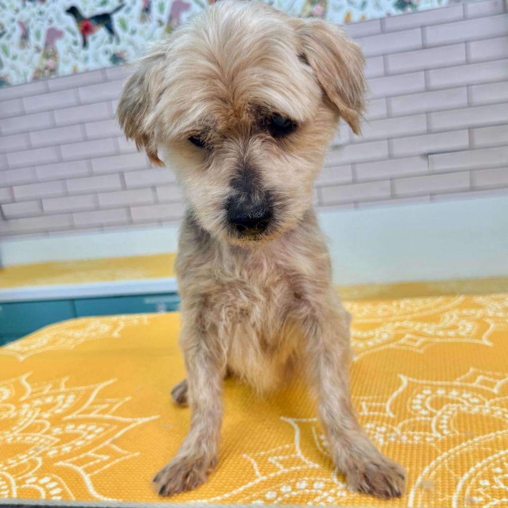 Enlarge Alf 14016, a Adoptable Yorkshire Terrier in San Francisco, CA image 6/6