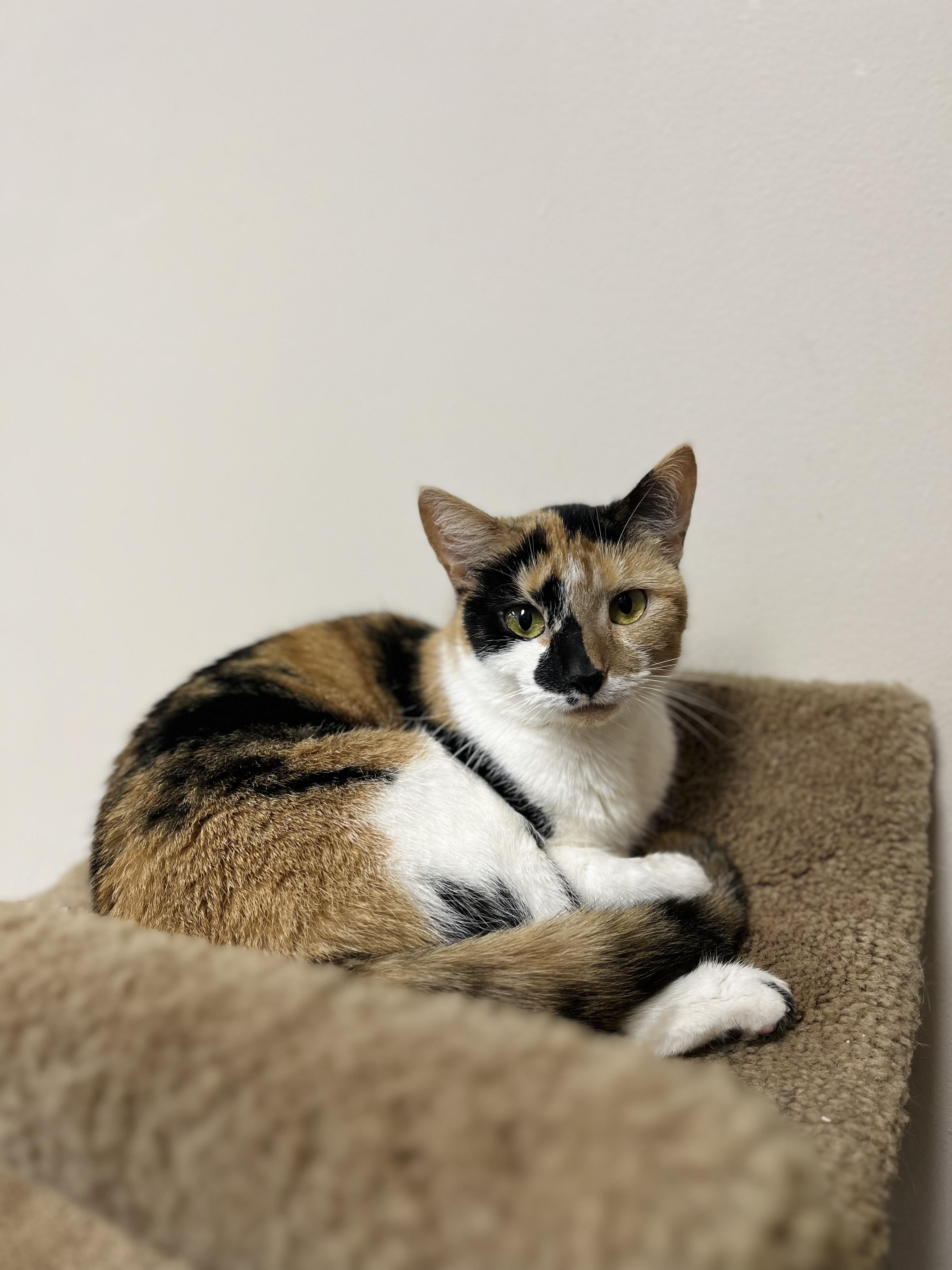 Jasmine, a Adoptable mixed breed in Toledo, OH image 1/2