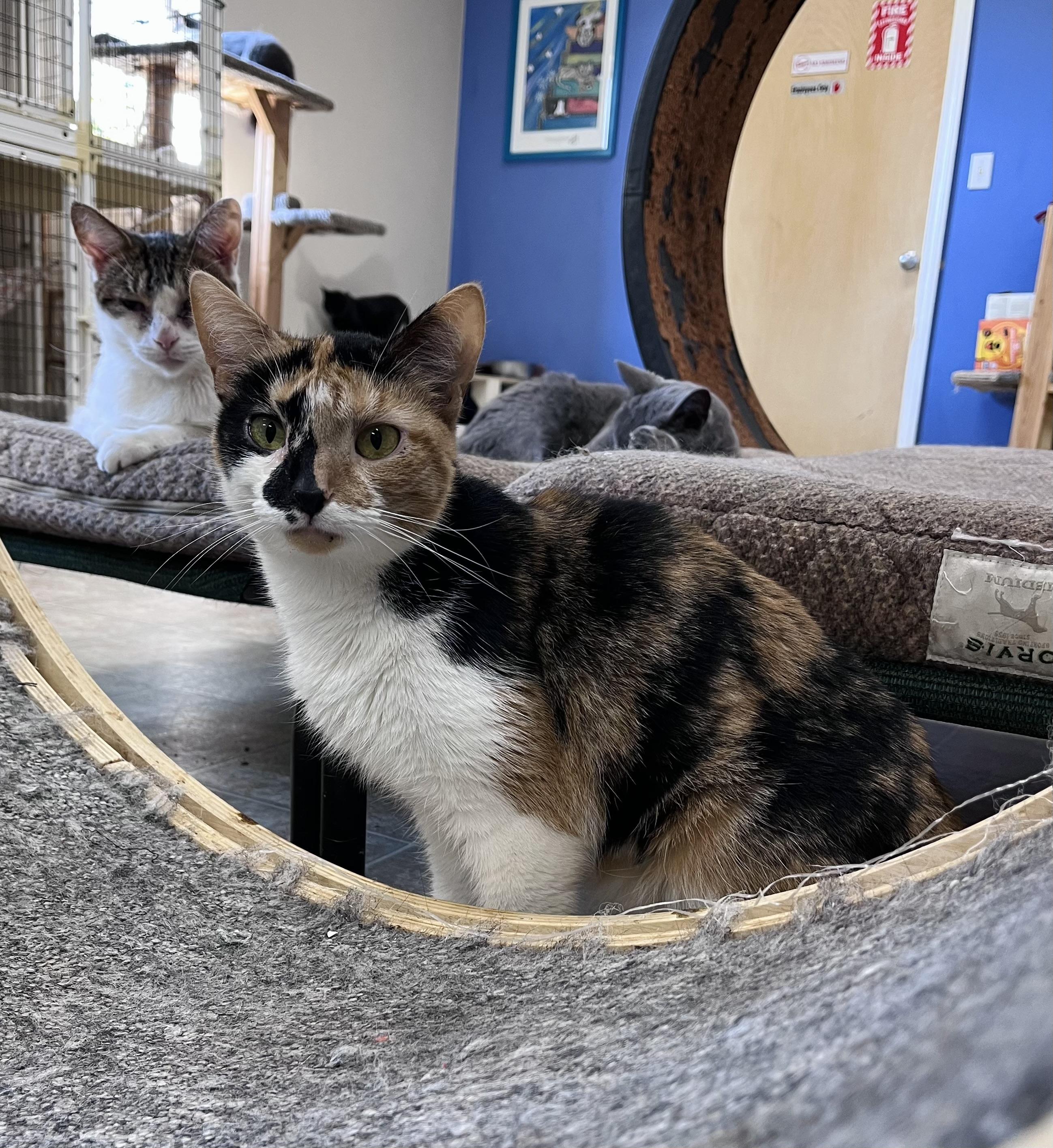 Jasmine, Adoptable, Adult Female Domestic Short Hair.