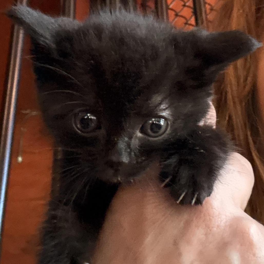 Chocolate Chip, Adoptable, Kitten Female Domestic Short Hair.