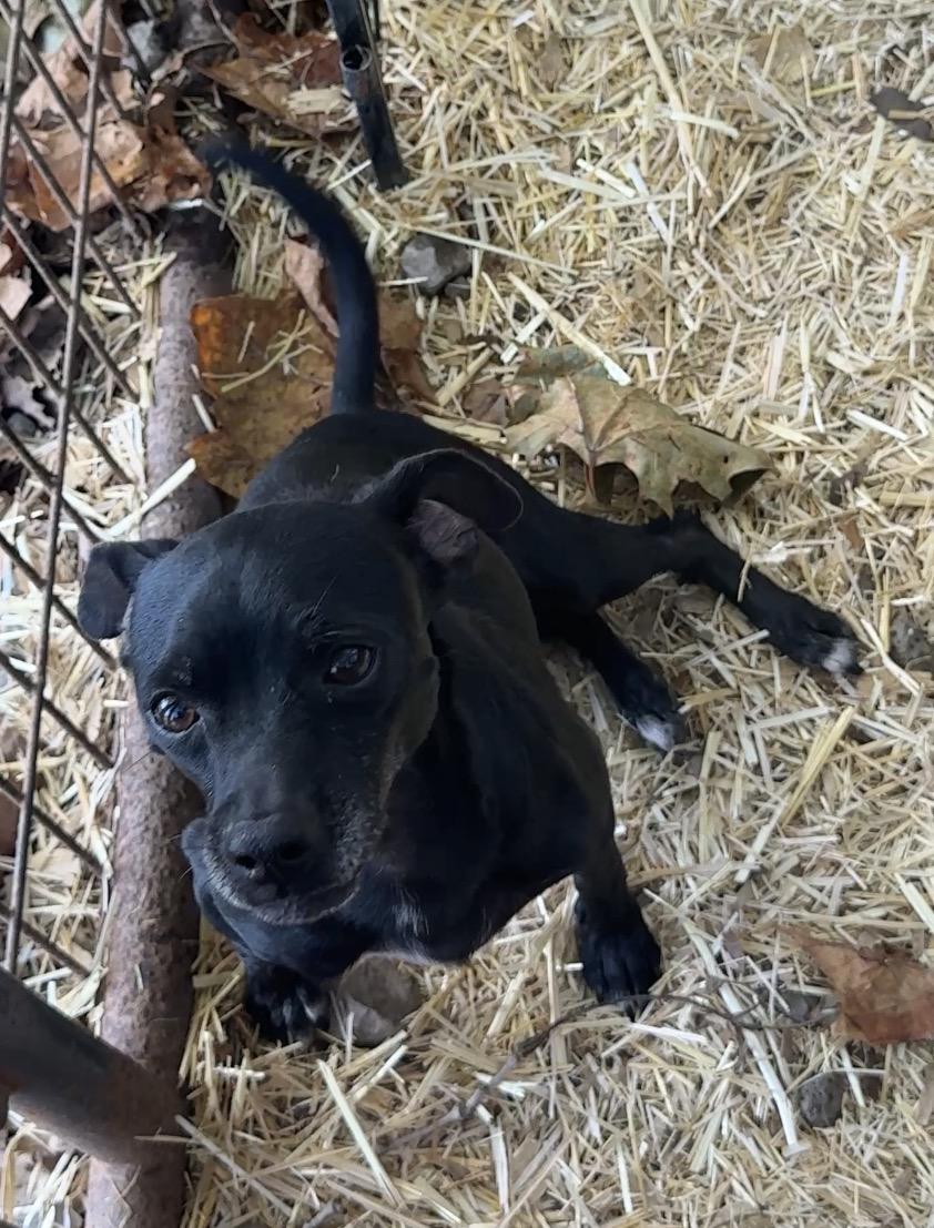 Enlarge Midnight, a Adoptable Chihuahua in Falmouth, MA image 1/2