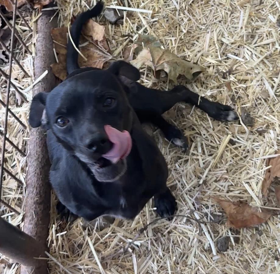 Enlarge Midnight, a Adoptable Chihuahua in Falmouth, MA image 2/2