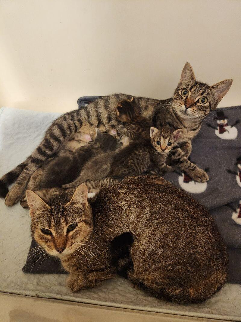 Mercedes, Adoptable, Adult Female Domestic Short Hair.