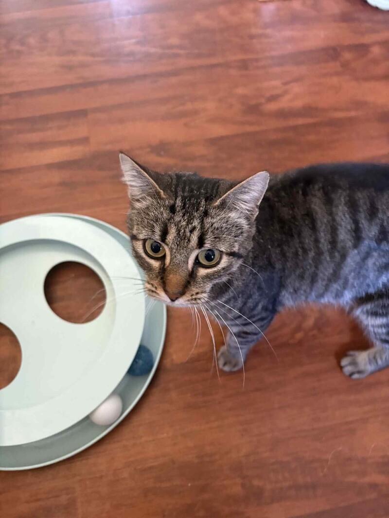 Enlarge Mercedes, a Adoptable Domestic Short Hair in Grand Rapids, MI image 2/4