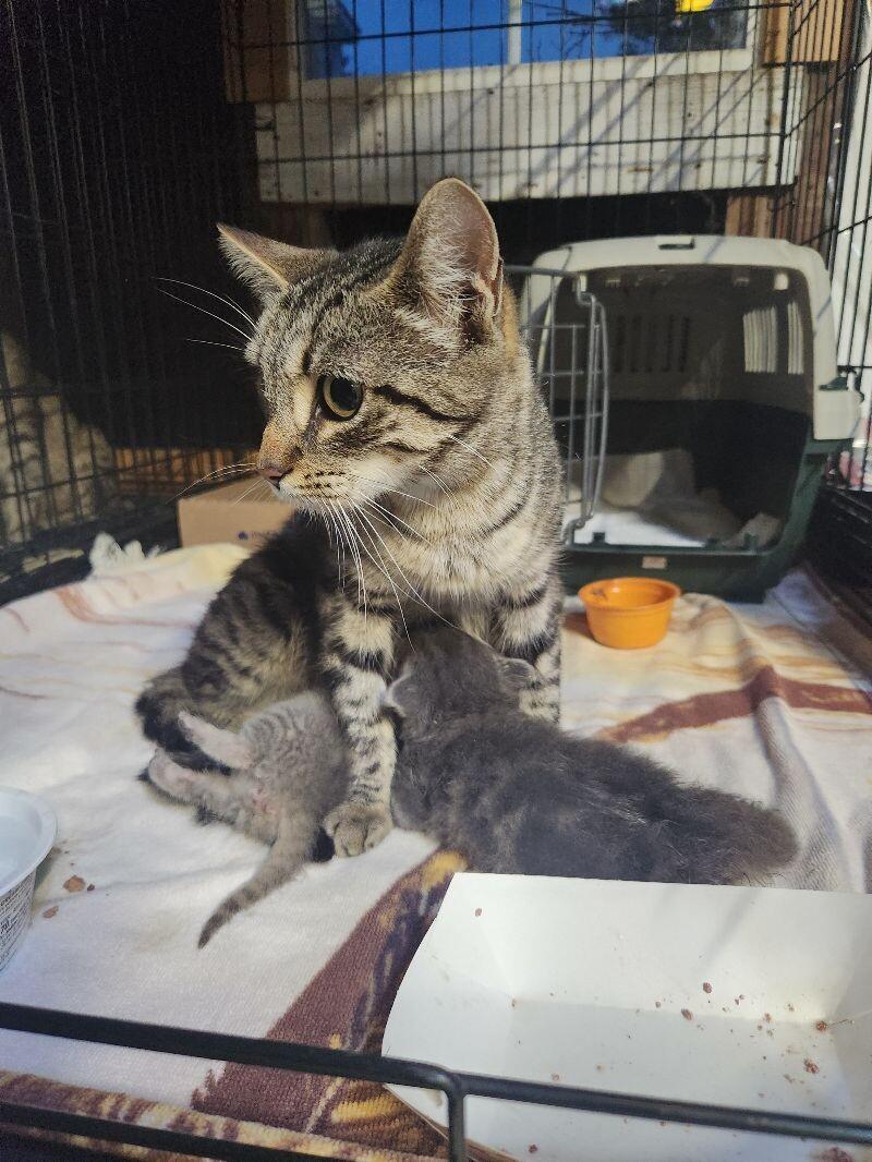 Enlarge Mercedes, a Adoptable Domestic Short Hair in Grand Rapids, MI image 3/4