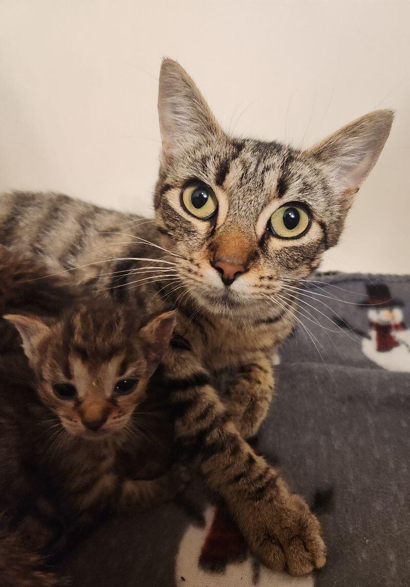 Enlarge Mercedes, a Adoptable Domestic Short Hair in Grand Rapids, MI image 4/4