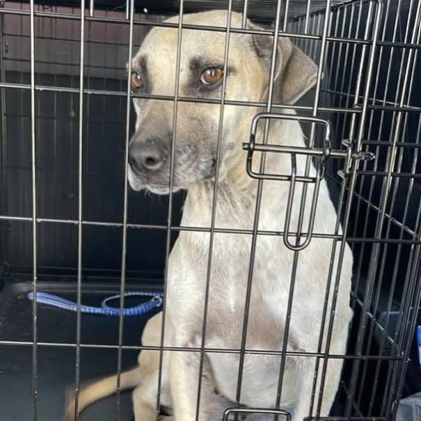 Josey, Adoptable, Adult Female Black Mouth Cur.