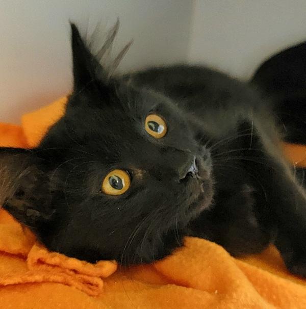 Enlarge Jasmine - In Foster, a Adoptable mixed breed in Silverdale, WA image 1/6