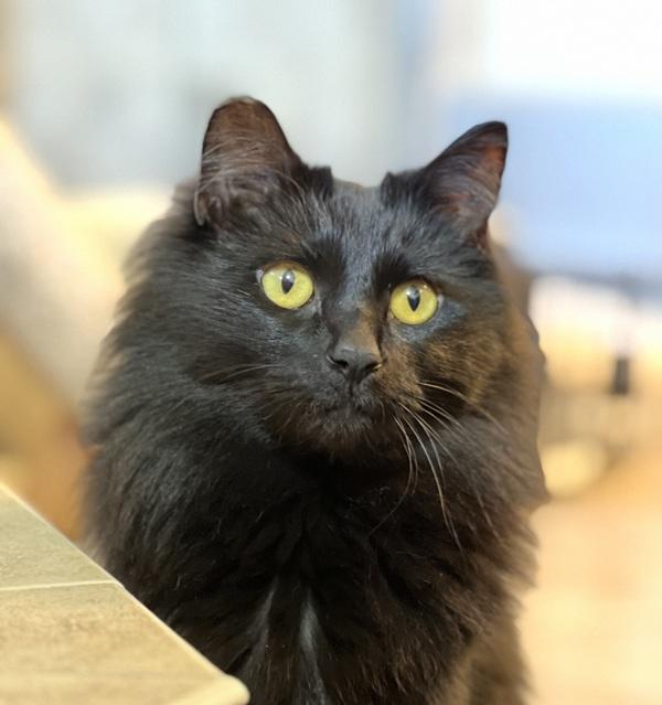 Enlarge Jasmine - In Foster, a Adoptable mixed breed in Silverdale, WA image 2/6