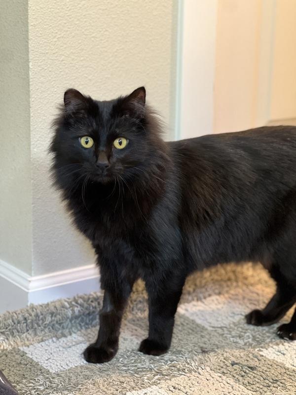 Enlarge Jasmine - In Foster, a Adoptable mixed breed in Silverdale, WA image 3/6