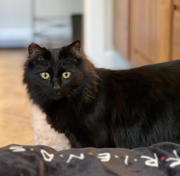 Enlarge Jasmine - In Foster, a Adoptable mixed breed in Silverdale, WA image 4/6