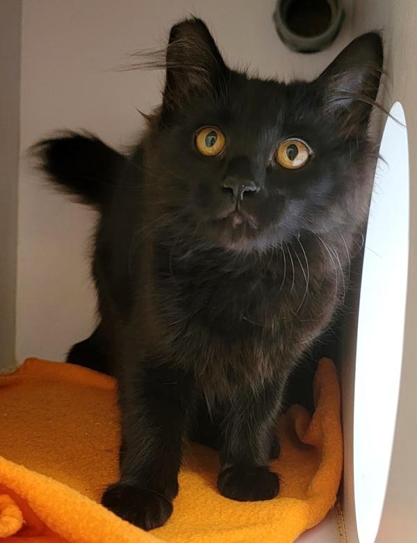 Enlarge Jasmine - In Foster, a Adoptable mixed breed in Silverdale, WA image 6/6