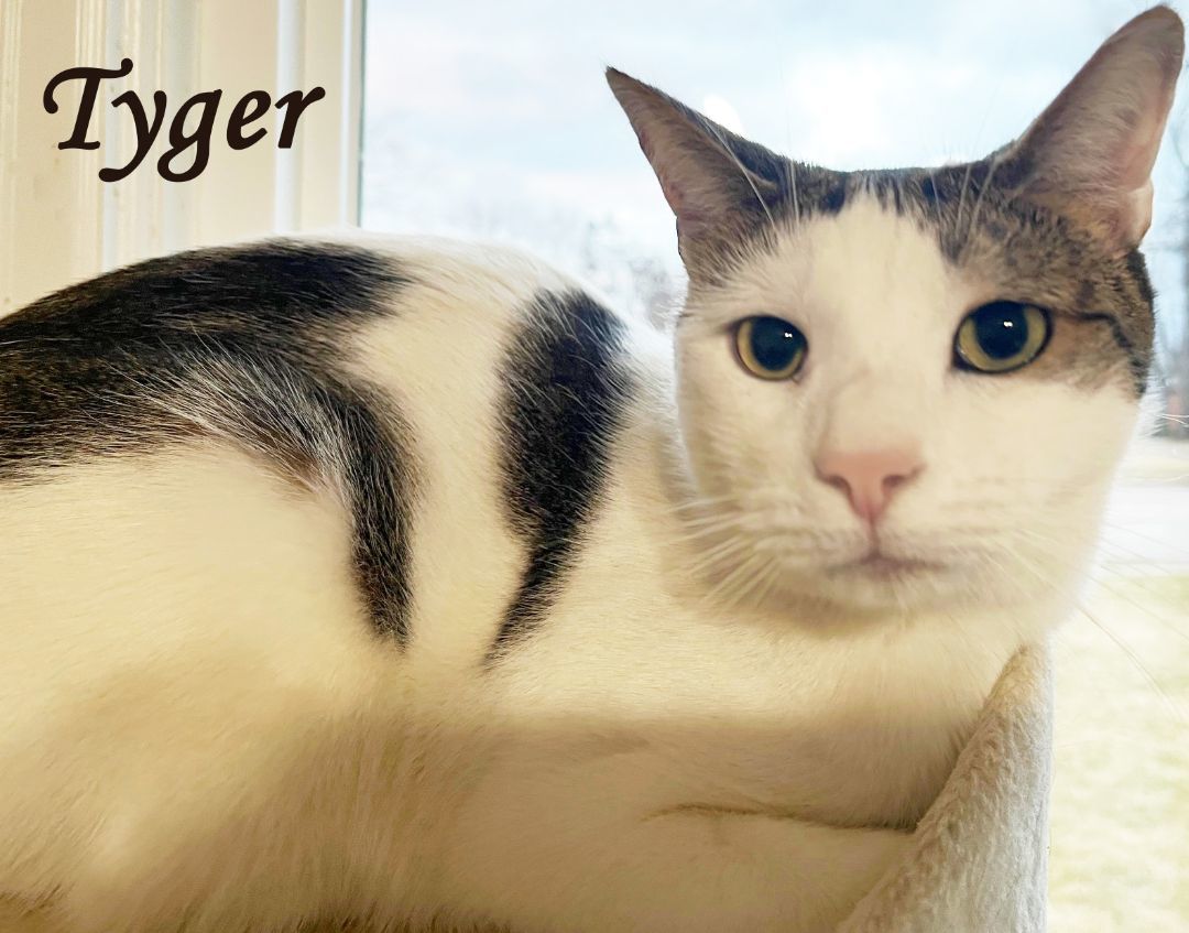 Enlarge Tyger, a Adoptable Domestic Short Hair in Mansfield, OH image 1/1