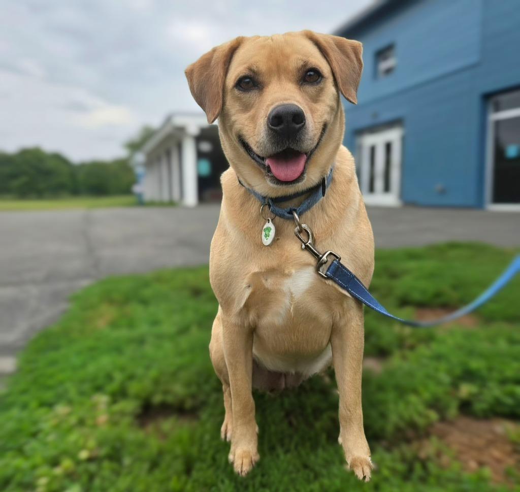 Paisley, Adoptable, Young Female Labrador Retriever.