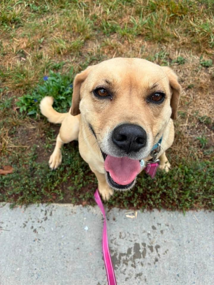 Paisley, a Adoptable mixed breed in North Syracuse, NY image 2/6