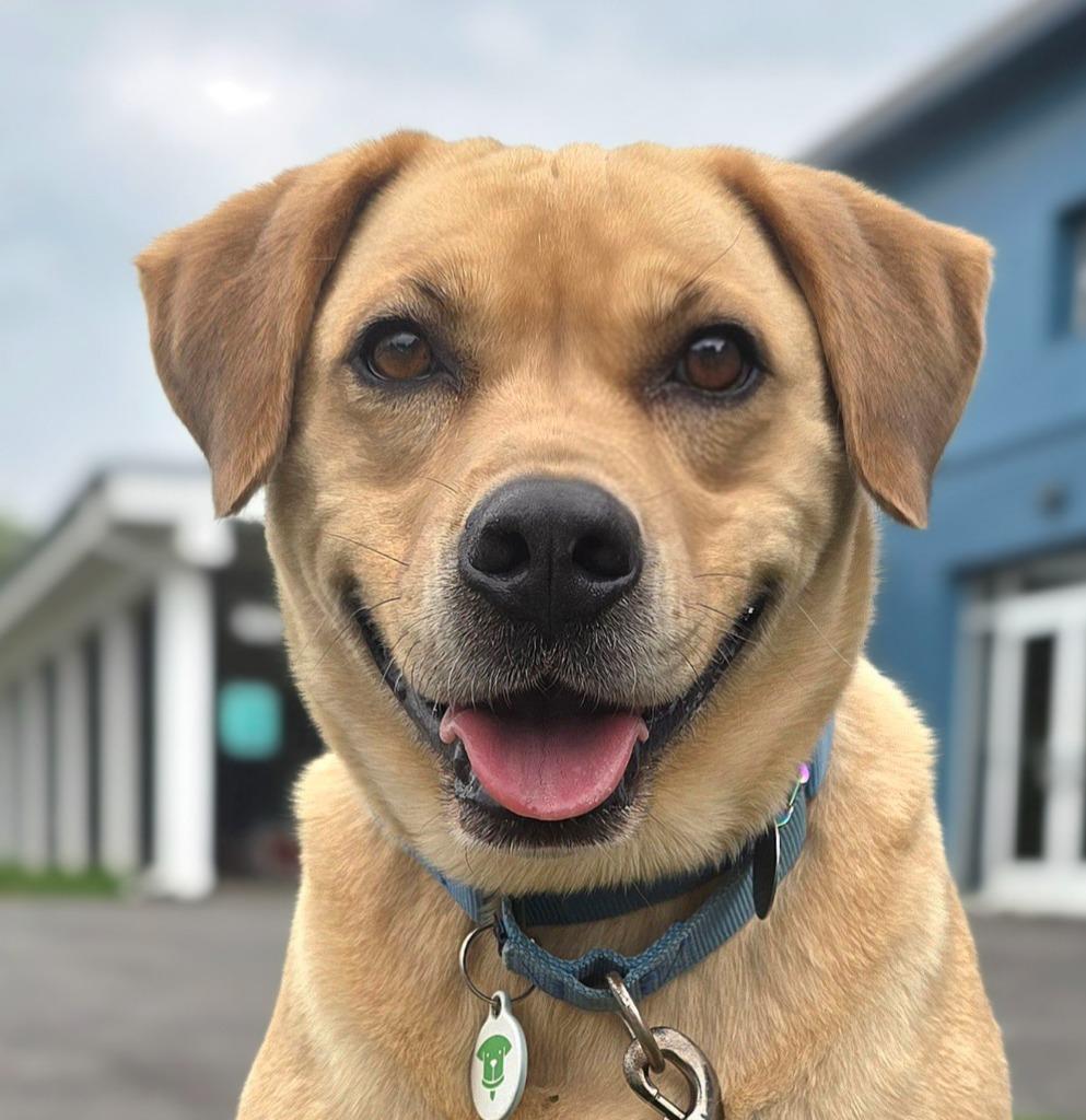 Paisley, a Adoptable mixed breed in North Syracuse, NY image 3/6