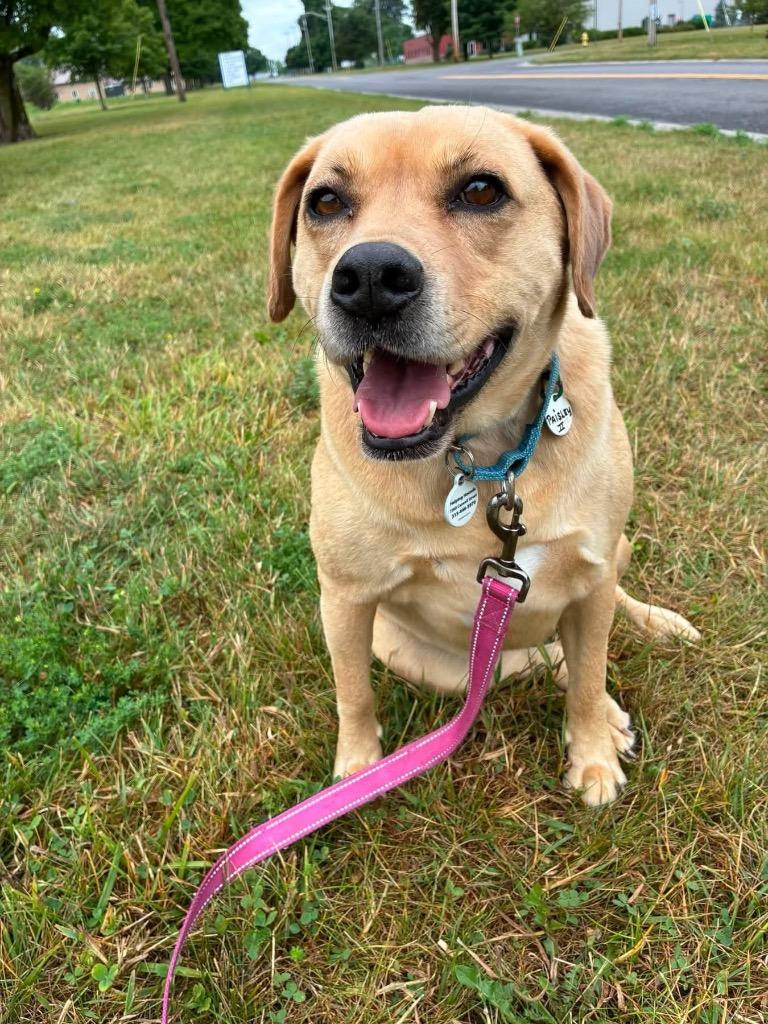 Paisley, a Adoptable mixed breed in North Syracuse, NY image 4/6