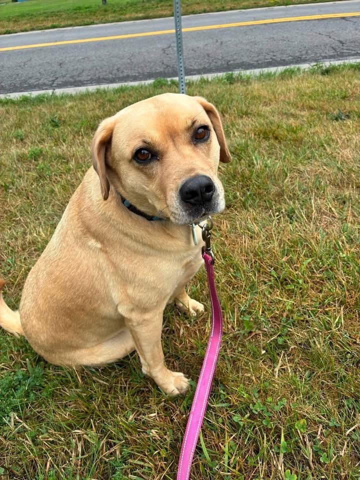Paisley, a Adoptable mixed breed in North Syracuse, NY image 5/6