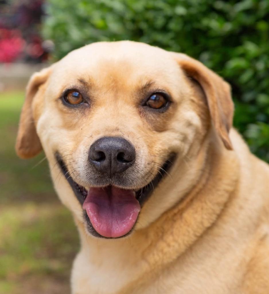 Enlarge Paisley 2, a Adoptable mixed breed in North Syracuse, NY image 1/1