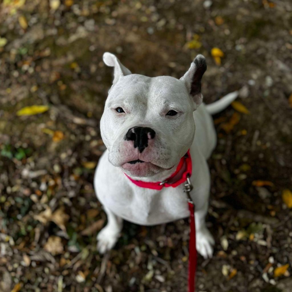 Petunia, Adoptable, Adult Female Mixed Breed.