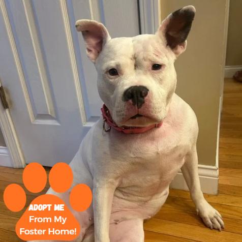 Enlarge Petunia, a Adoptable Mixed Breed in Edwardsville, IL image 2/6