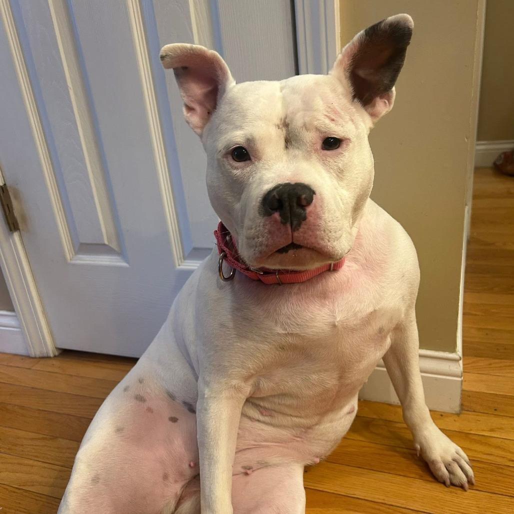 Enlarge Petunia, a Adoptable Mixed Breed in Edwardsville, IL image 4/6