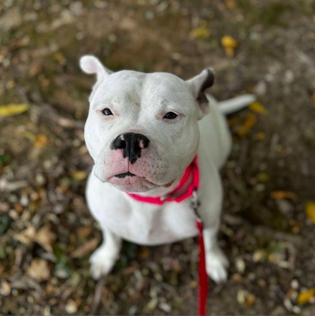 Enlarge Petunia, a Adoptable Mixed Breed in Edwardsville, IL image 5/6