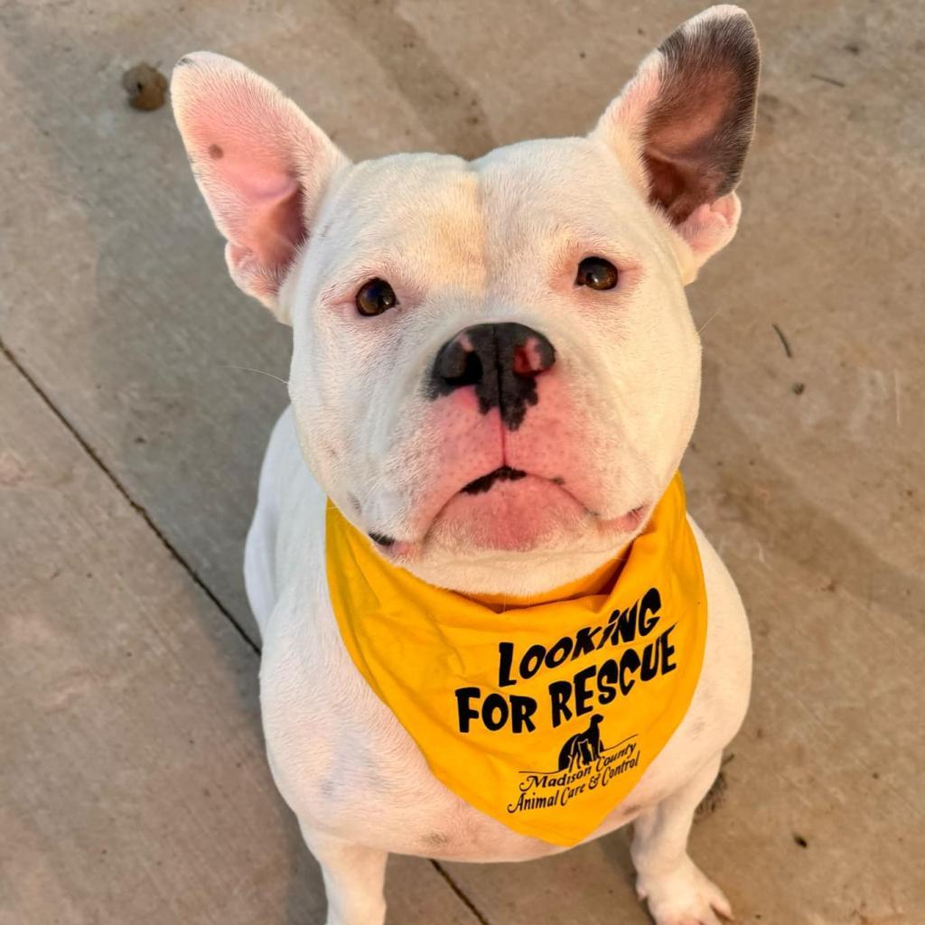 Enlarge Petunia, a Adoptable Mixed Breed in Edwardsville, IL image 6/6