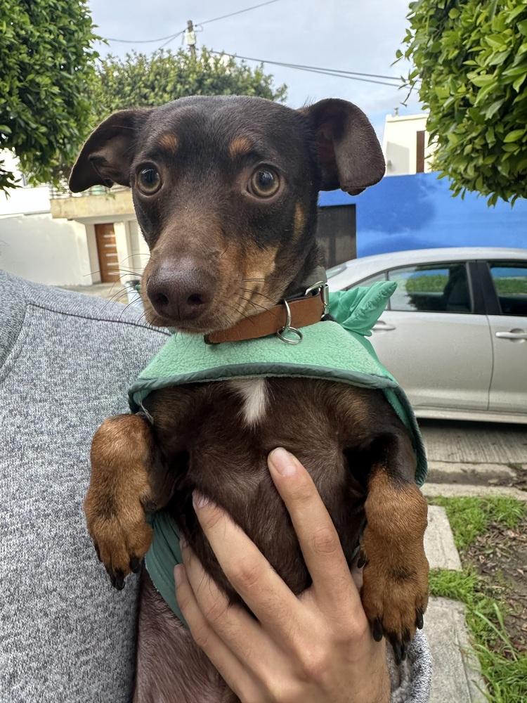 Enlarge Jimmy, a Adoptable mixed breed in Escondido, CA image 1/6