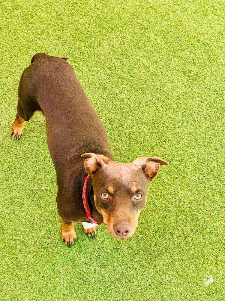 Enlarge Jimmy, a Adoptable mixed breed in Escondido, CA image 2/6