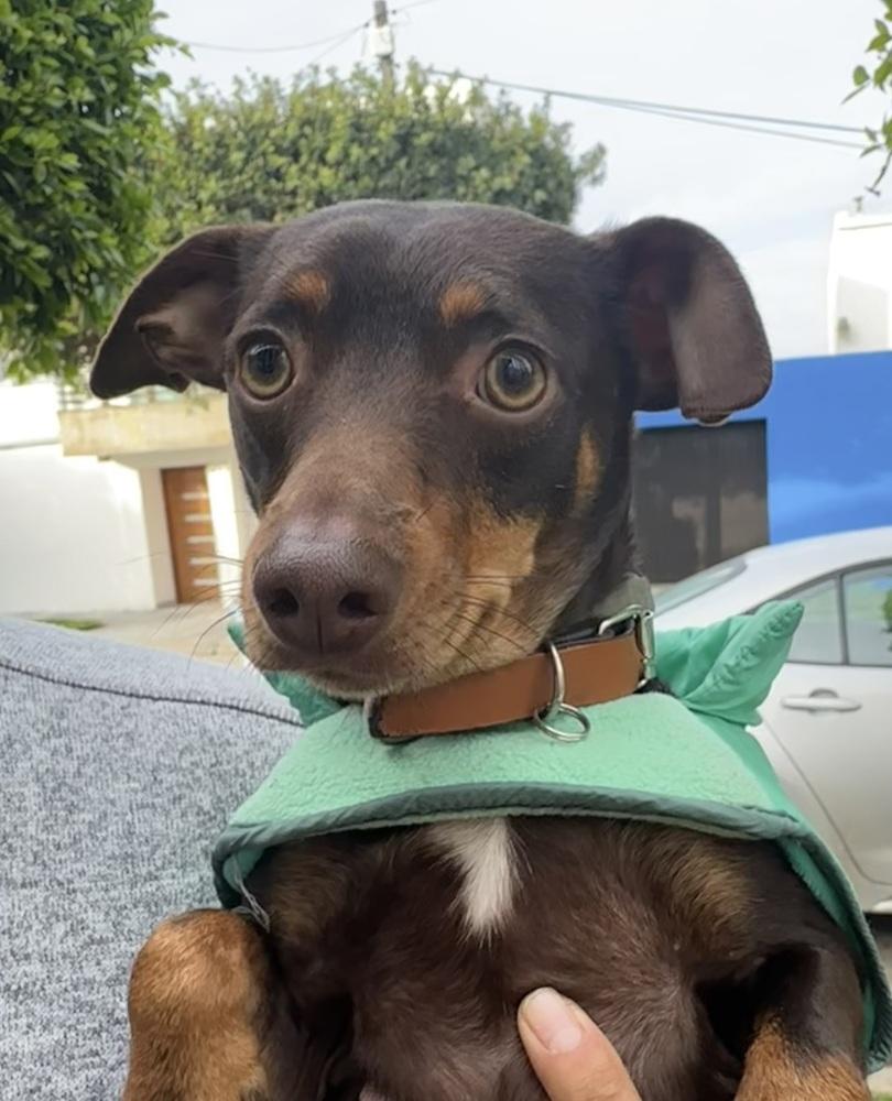 Enlarge Jimmy, a Adoptable mixed breed in Escondido, CA image 3/6