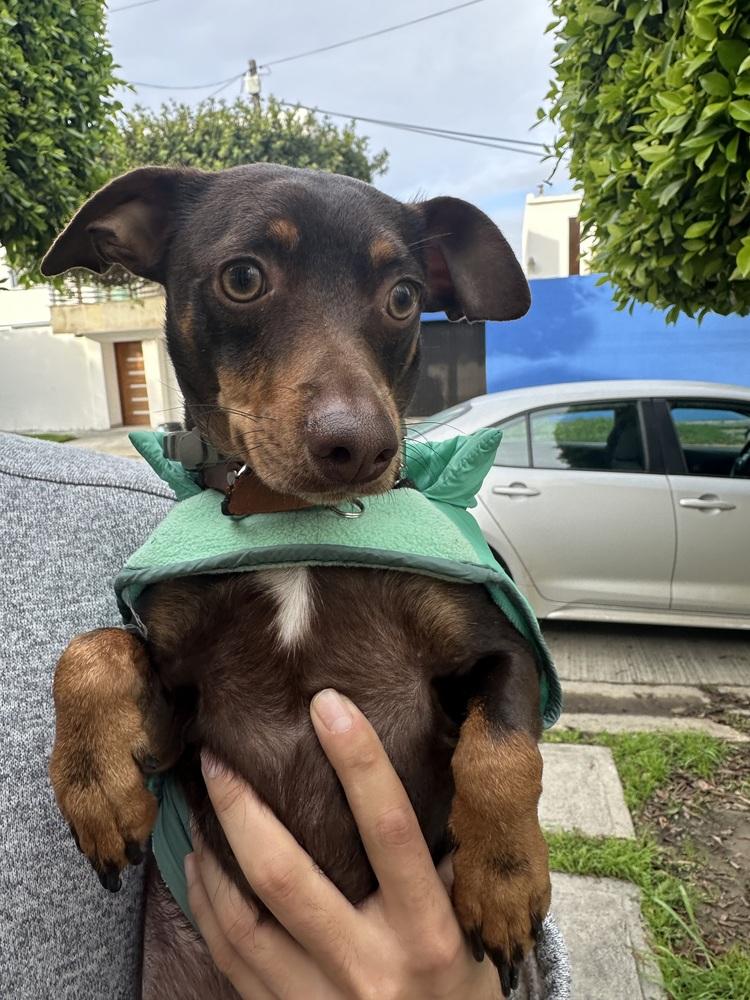 Enlarge Jimmy, a Adoptable mixed breed in Escondido, CA image 4/6