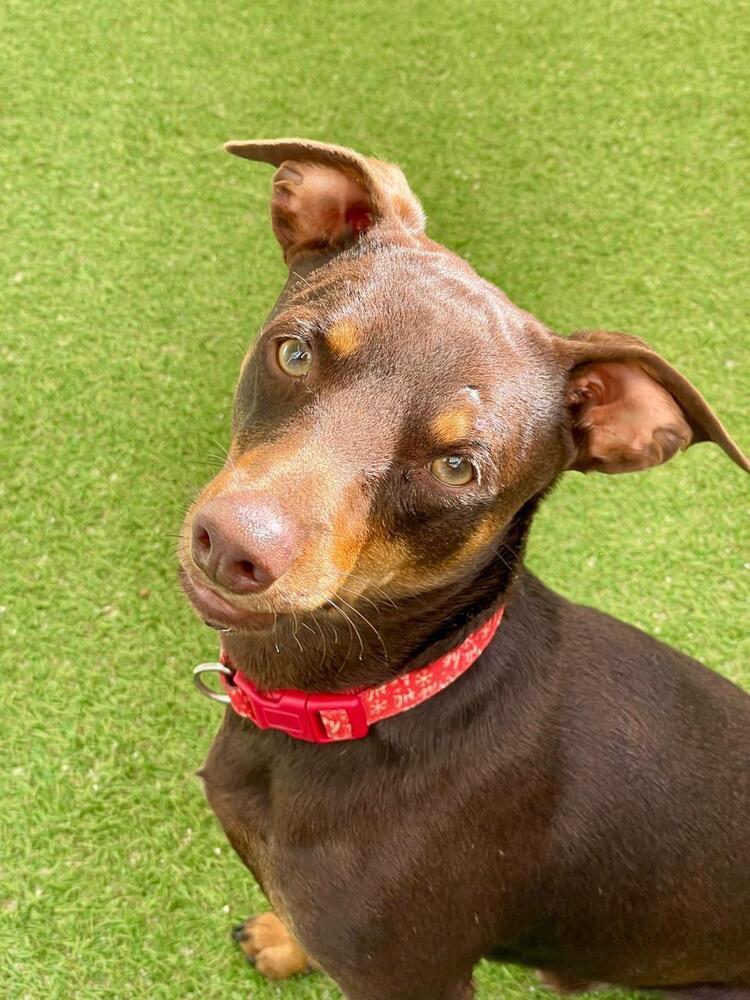 Enlarge Jimmy, a Adoptable mixed breed in Escondido, CA image 5/6