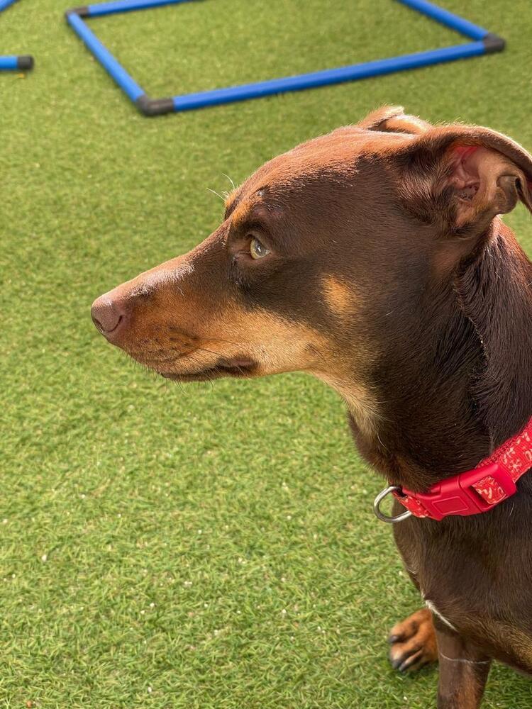 Enlarge Jimmy, a Adoptable mixed breed in Escondido, CA image 6/6