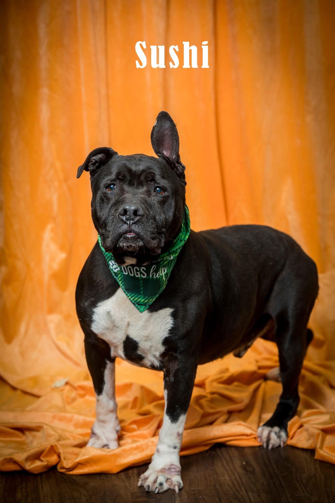 Sushi, ADOPTABLE, Adult Male American Bully.
