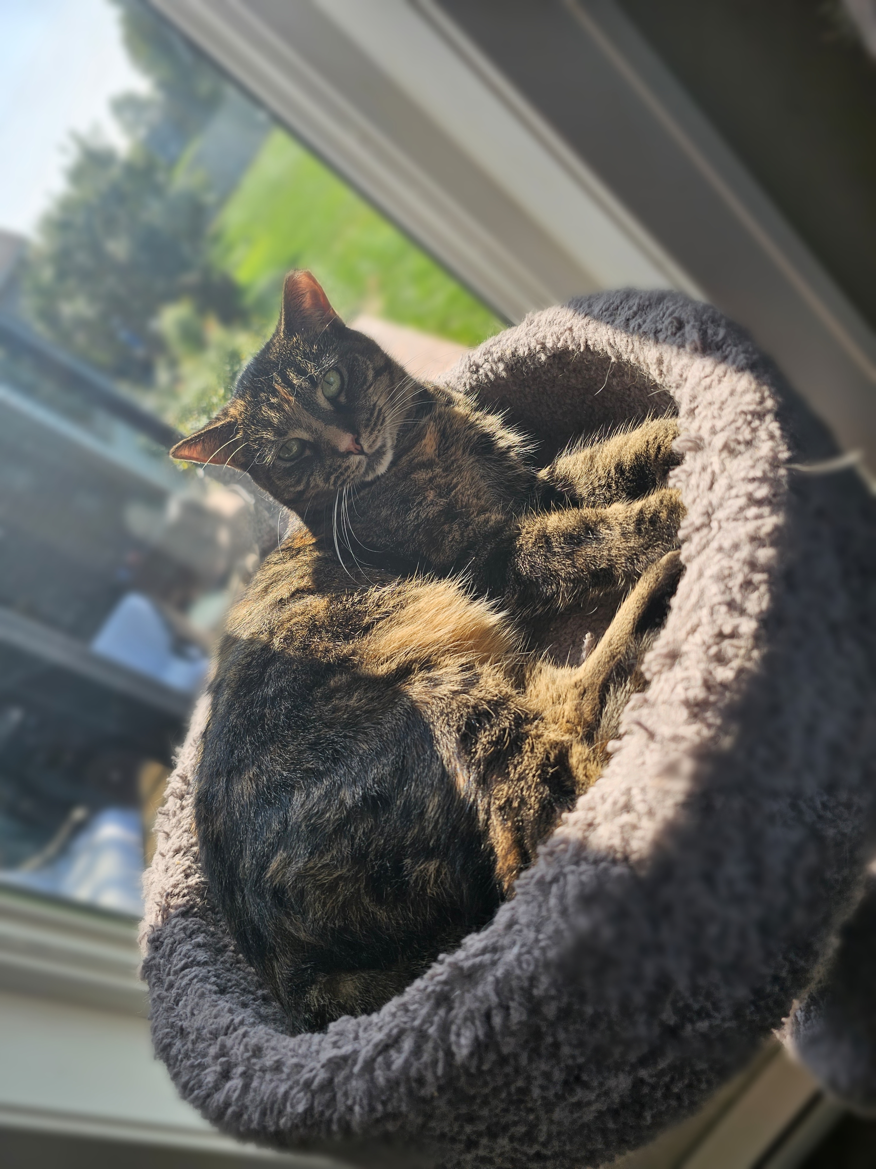 Holly Berry & Shirley Temple, an adoptable American Shorthair in Freeland, MI, 48623 | Photo Image 3