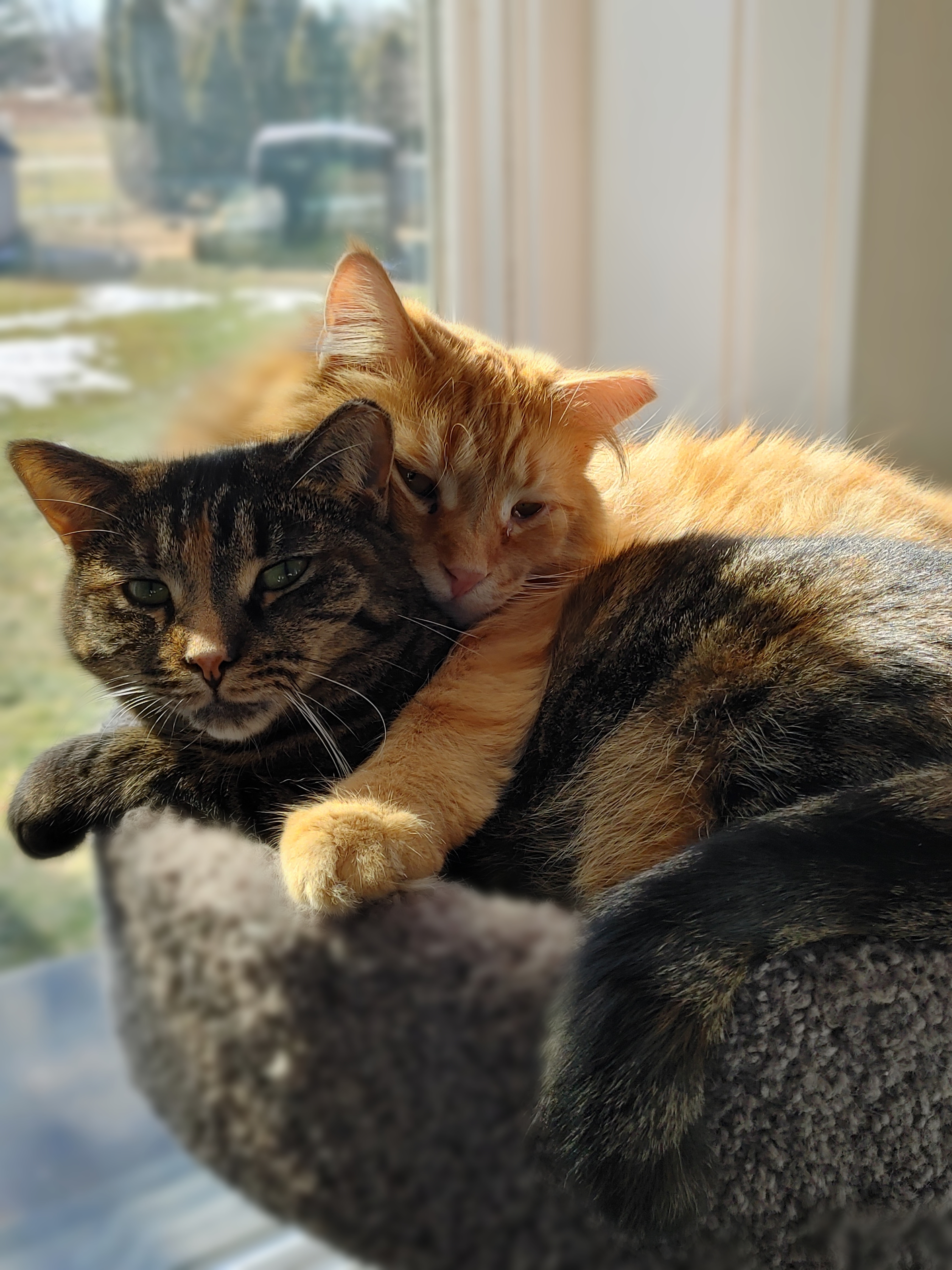 Holly Berry & Shirley Temple, a Adoptable American Shorthair in Freeland, MI image 1/3