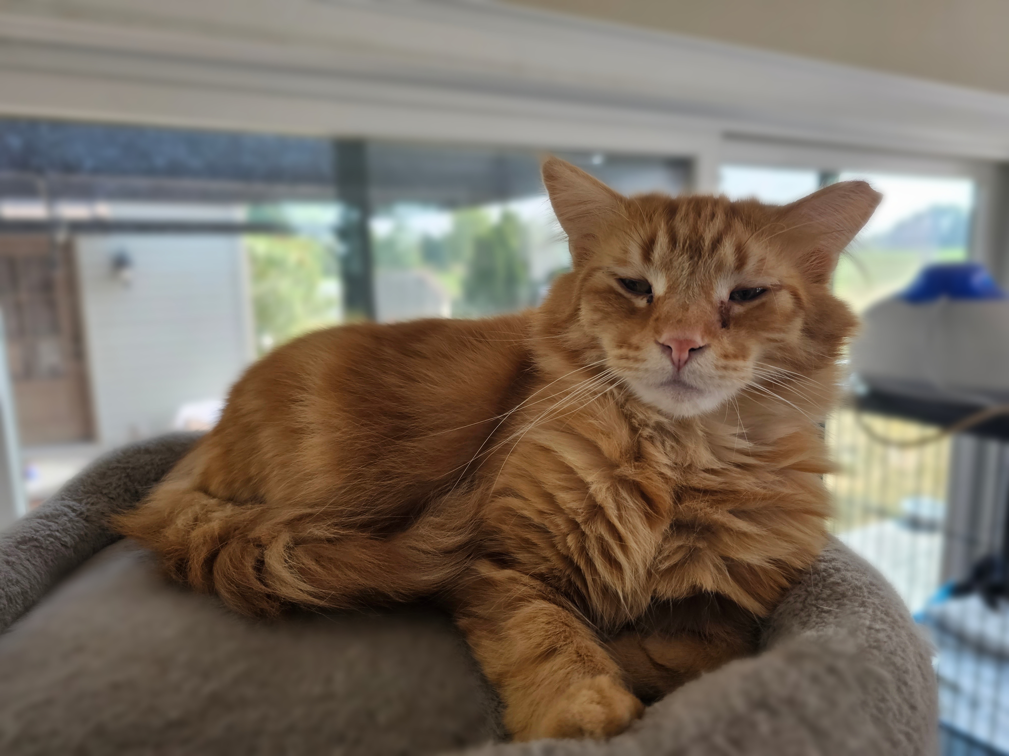 Holly Berry & Shirley Temple, an adoptable American Shorthair in Freeland, MI, 48623 | Photo Image 5