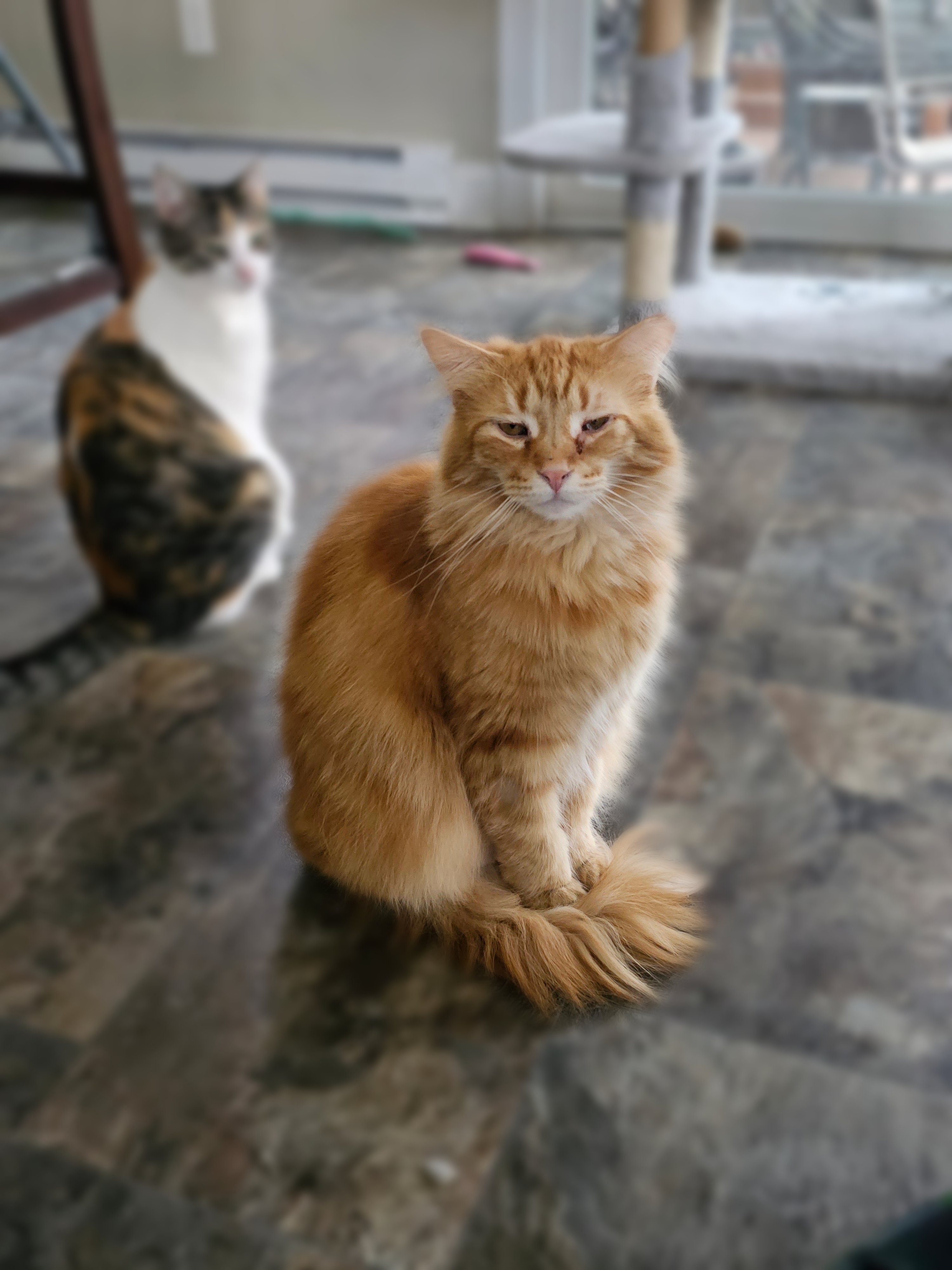 Holly Berry & Shirley Temple, an adoptable American Shorthair in Freeland, MI, 48623 | Photo Image 2