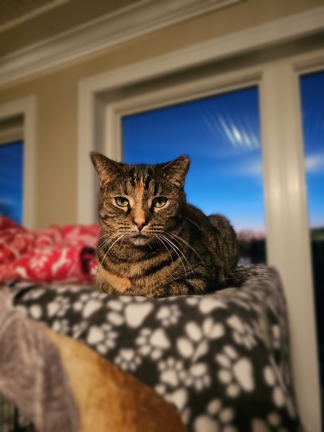 Holly Berry & Shirley Temple, an adoptable American Shorthair in Freeland, MI, 48623 | Photo Image 4