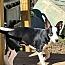 Enlarge Sally, a Adopted mixed breed in Stuarts Draft, VA image 3/3