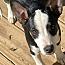 Enlarge Sally, a Adopted mixed breed in Stuarts Draft, VA image 2/3