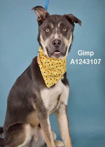 Enlarge Gimp -- LONGTIME RESIDENT!, a ADOPTABLE Husky in Thousand Oaks, CA image 1/1