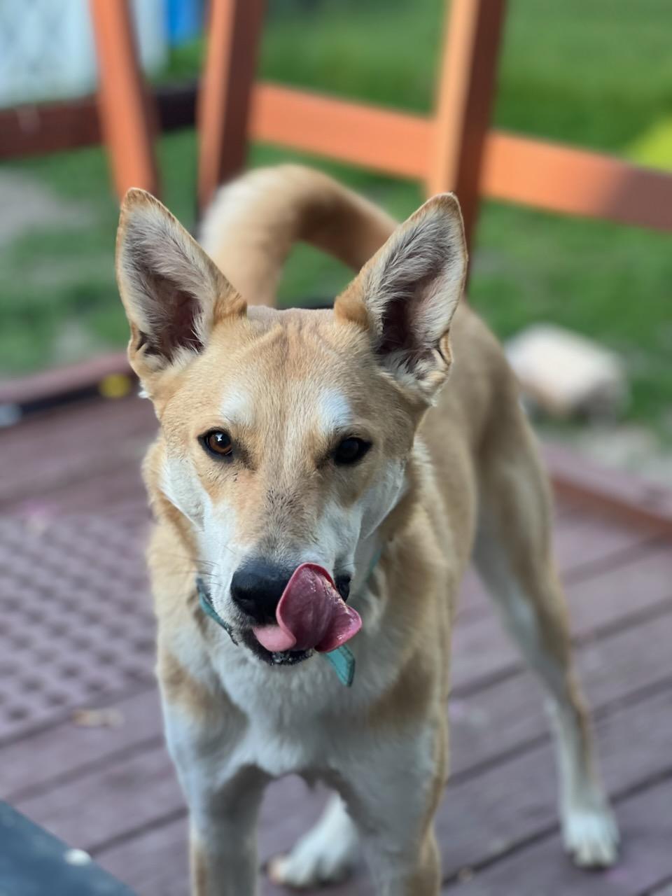 Friar, an adoptable Husky, Mixed Breed in Rockford, IL, 61126 | Photo Image 1