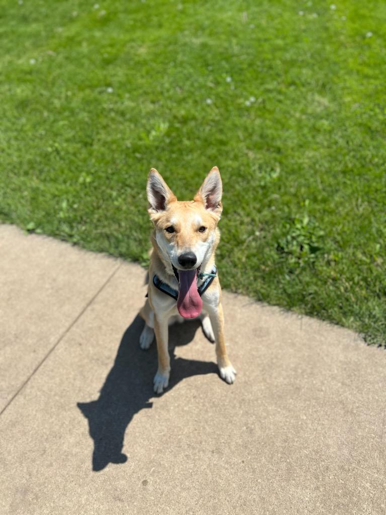 Friar, an adoptable Husky, Mixed Breed in Rockford, IL, 61126 | Photo Image 2